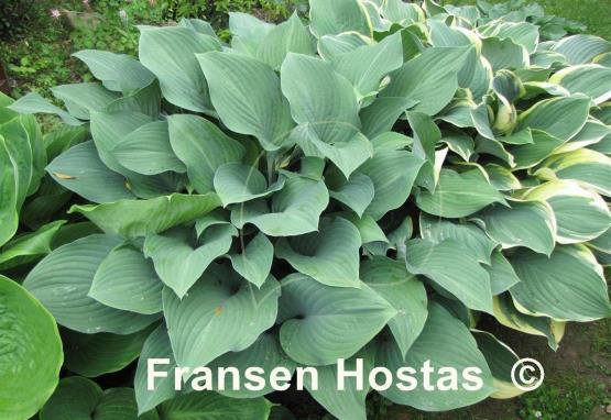 Hosta Krossa Regal